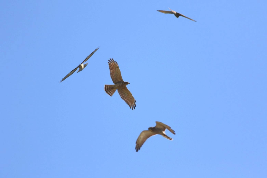 2026鷹揚八卦賞鷹活動 「八卦松林大角頭」